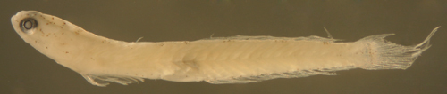 Image of Highfin Goby