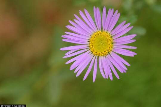 Imagem de Dieteria asteroides Torr.