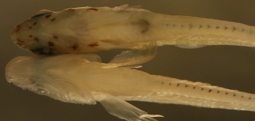 Image of Rosy Blenny