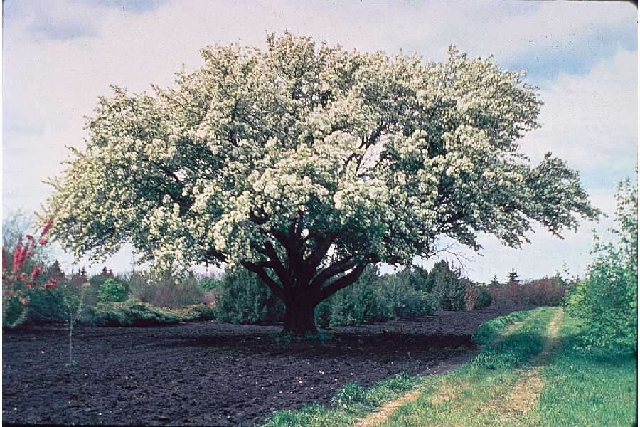 Imagem de Malus baccata (L.) Borkh.