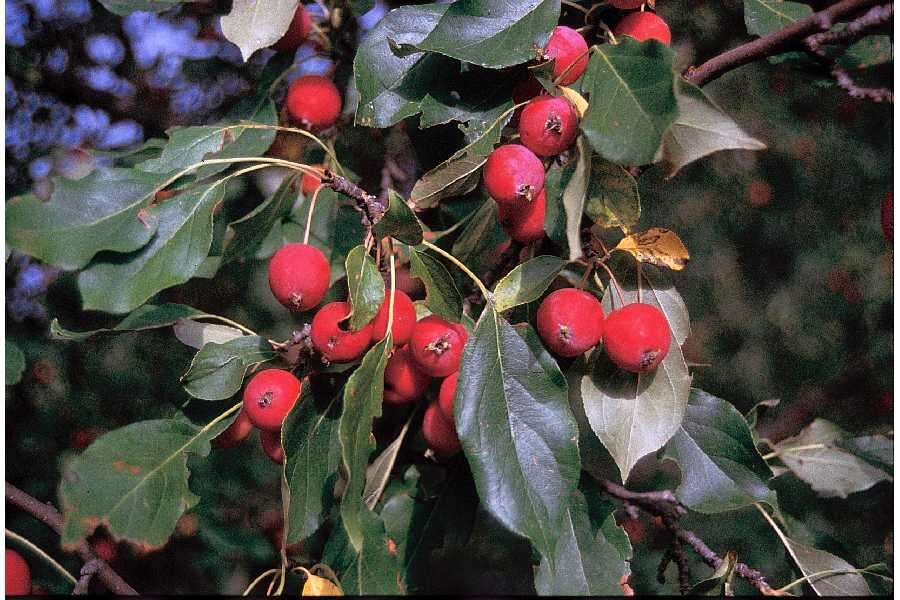 Imagem de Malus baccata (L.) Borkh.