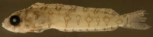 Image of <i>Labrisomus haitiensis</i>