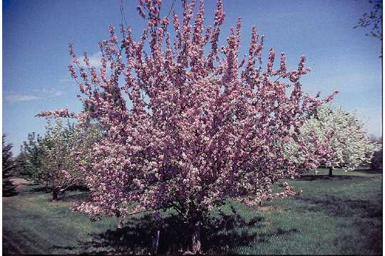 Image of Siberian Crabapple