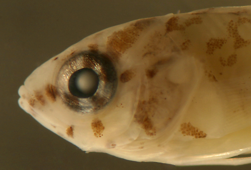 Image of Rosy Blenny