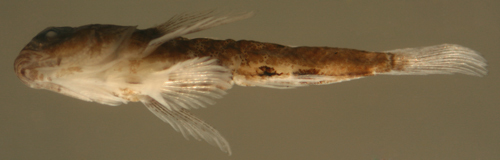 Image of Frillfin Goby