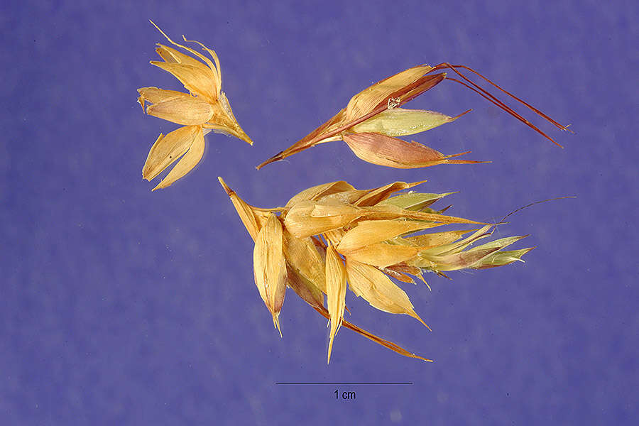 Image of Mauritian grass