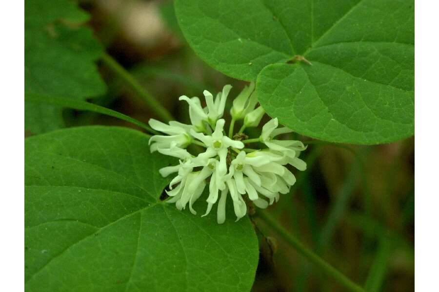 Image de Matelea baldwyniana (Sweet) R. E. Woodson