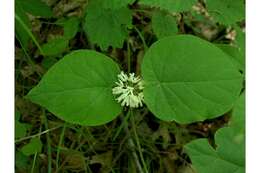 Image de Matelea baldwyniana (Sweet) R. E. Woodson