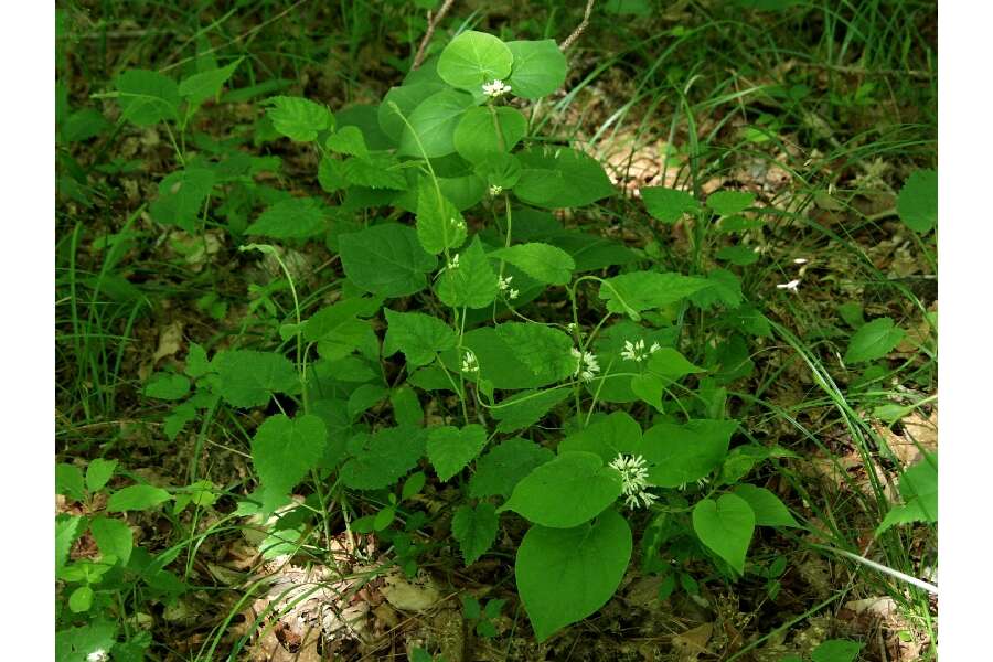 Image de Matelea baldwyniana (Sweet) R. E. Woodson