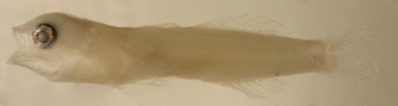 صورة Tigrigobius gemmatus (Ginsburg 1939)