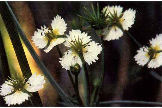 Image of California damsonium