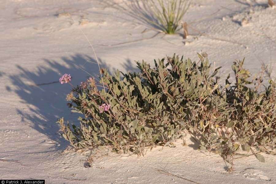 Image of purple sand verbena