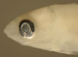 Image of Scaridae