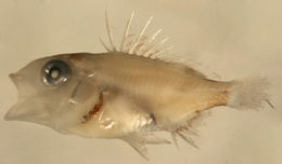 Image of Gray Snapper