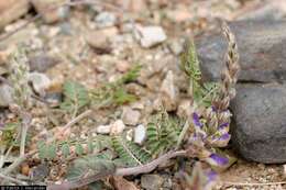 Plancia ëd Marina calycosa (A. Gray) Barneby