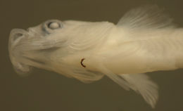 Image of Blackfin Blenny