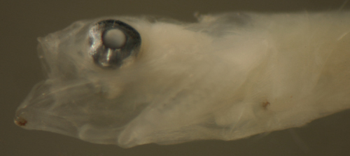 Image de Ctenogobius boleosoma (Jordan & Gilbert 1882)