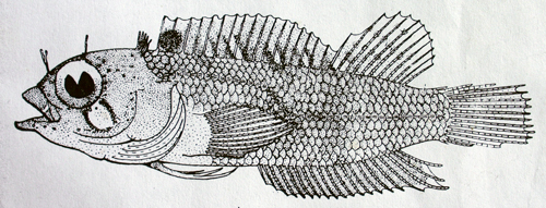 Image of <i>Labrisomus albigenys</i>