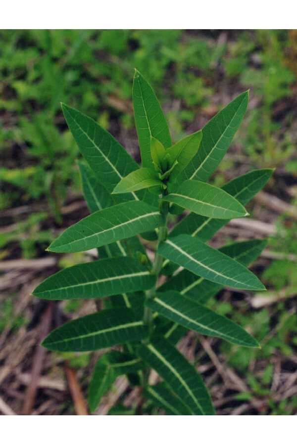 Image of Indian-hemp