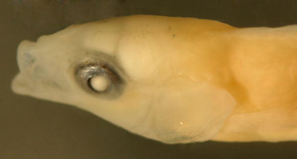 Image of Black-ear wrasse