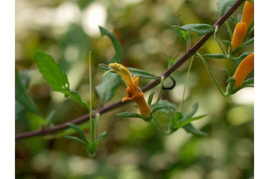 Image de Macranthera