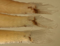 Image of Gobiomorus