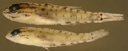 Image of Bridled Goby