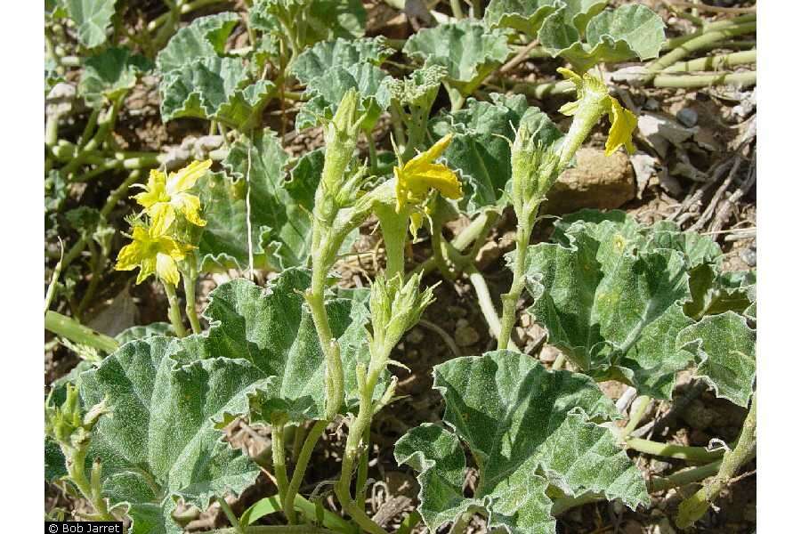 Sivun Apodanthera undulata A. Gray kuva