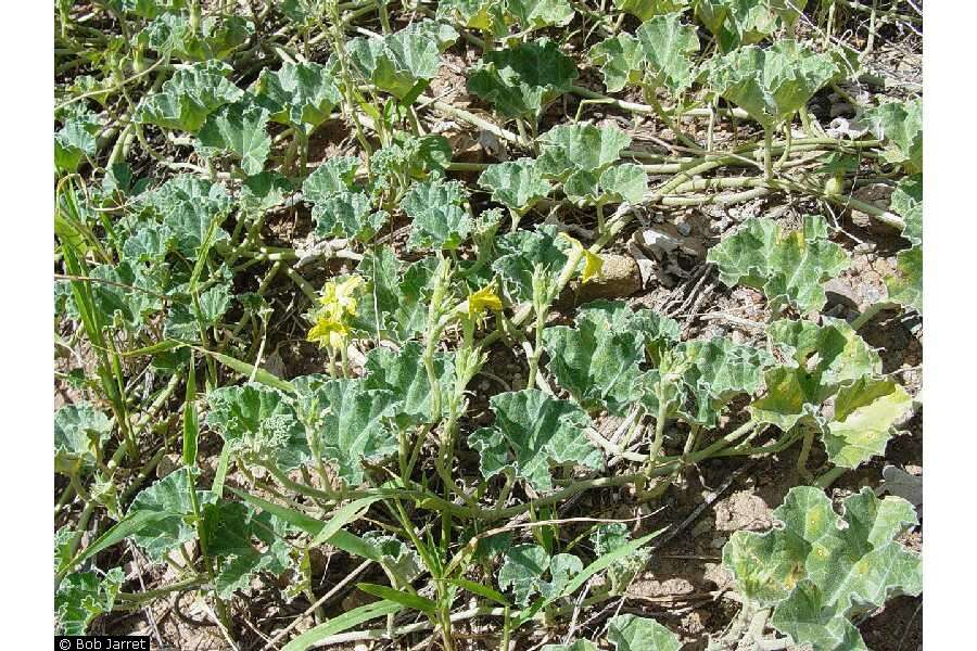 Image de Apodanthera undulata A. Gray