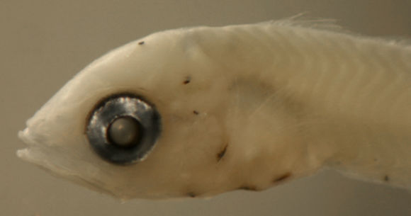 Sivun Eucinostomus kuva