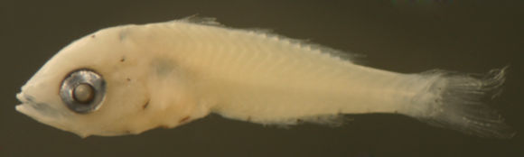 Sivun Eucinostomus kuva