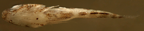 صورة Lophogobius