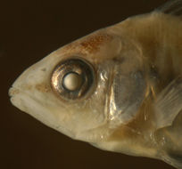 Image of Gray Snapper