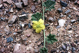 Sivun Apodanthera undulata A. Gray kuva