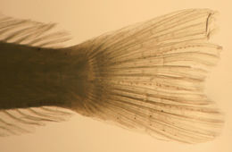 Image of Pugjaw Wormfish