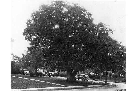 Image of southern magnolia