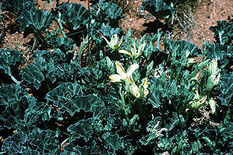 Image de Apodanthera undulata A. Gray