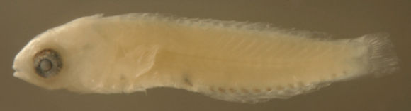 Image of Sparisomatinae