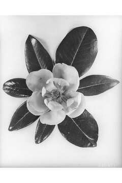 Image of southern magnolia