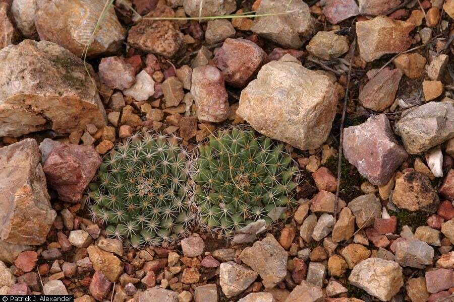 Image of Heyder's Pincushion Cactus