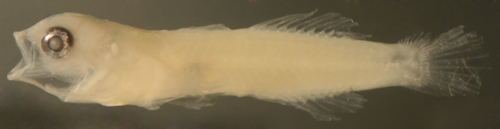 Image of <i>Elacatinus gemmatus</i>