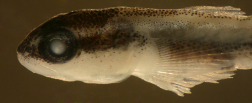 Image of Caribbean neon goby