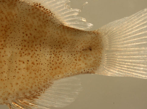 Image of Dogtooth Snapper