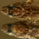 Image of Masquerader hairy blenny