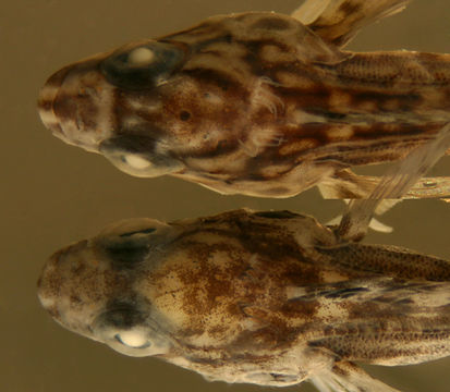 صورة Labrisomus conditus Sazima, Carvalho-Filho, Gasparini & Sazima 2009