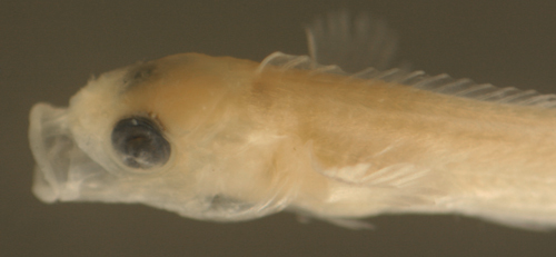 Image of Blackfin Blenny