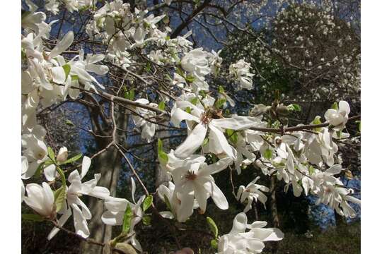 Image of Kobus magnolia