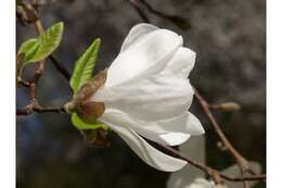 Image of Kobus magnolia