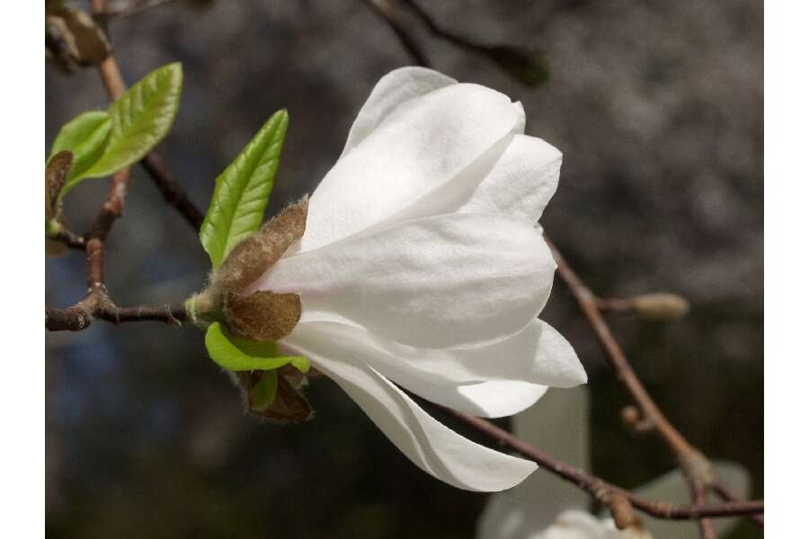 Image of Kobus magnolia