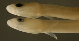 Image of Pugjaw Wormfish